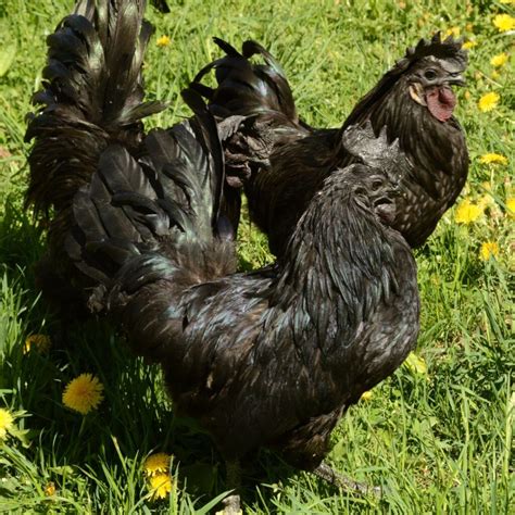 ayam cemani lifespan|ayam cemani rooster pictures.